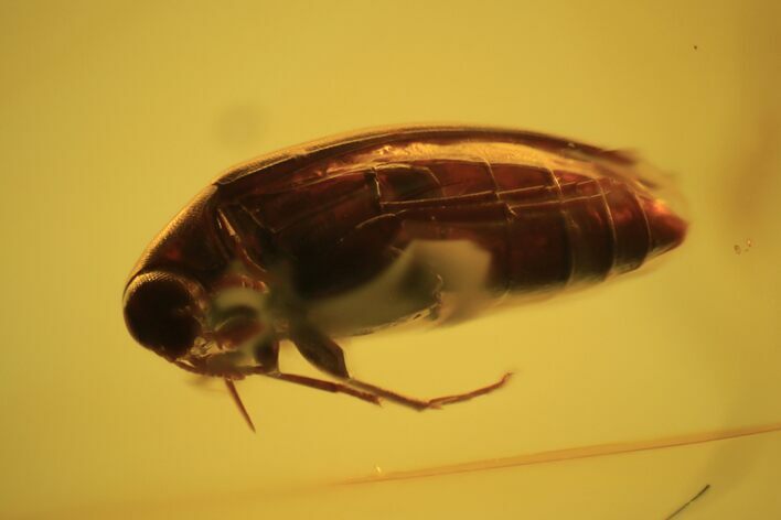 Fossil Beetle (Coleoptera) In Baltic Amber #120597